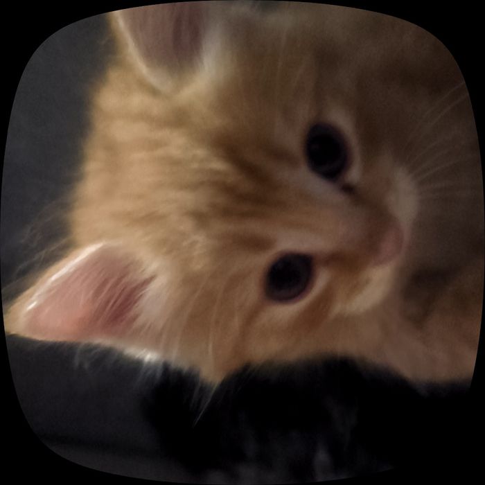 Отдам двух котят