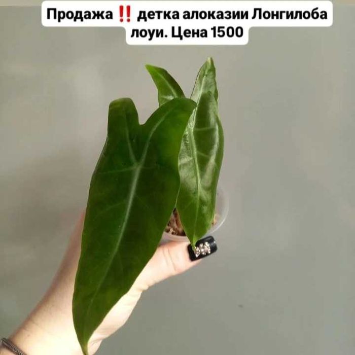 Алоказии комнатные растения