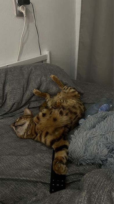 Бенгальский кот