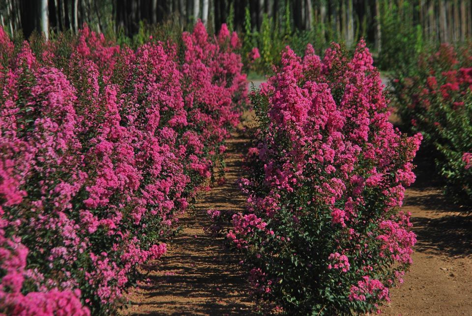 Lagerstroemia- liliac indian