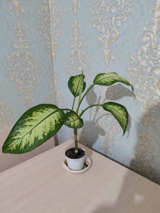 Диффенбахия продам