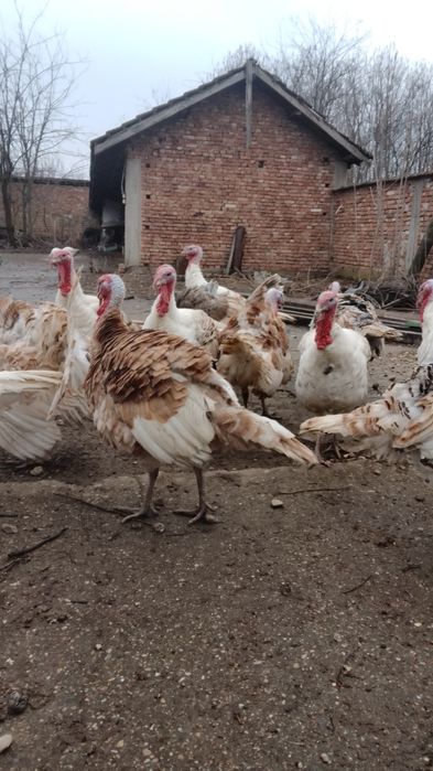 Пуяци и пуйки!!!