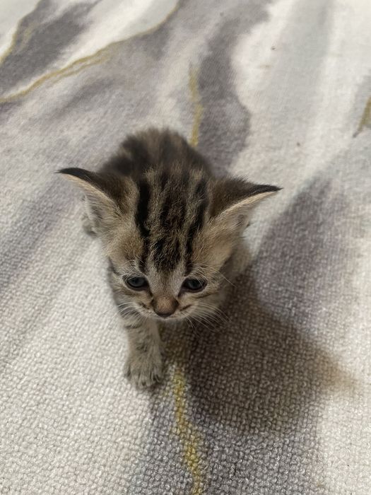 Отдам котят.