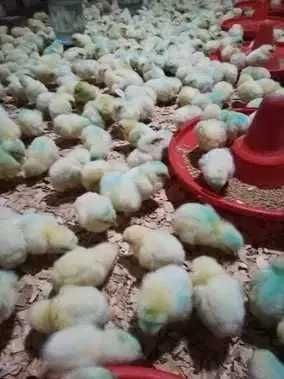 Цыплята бройлеры