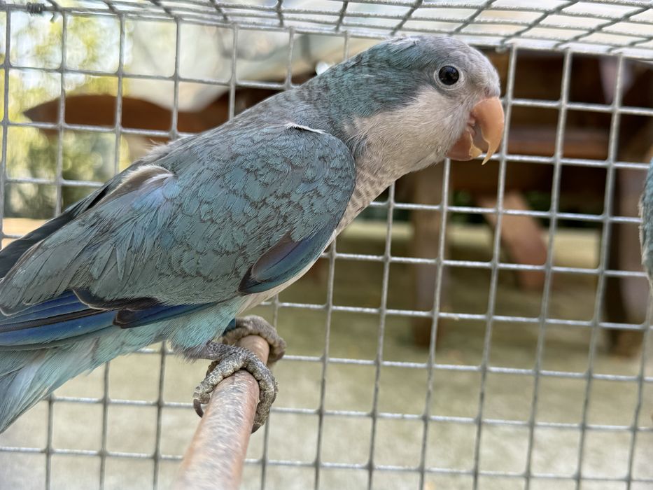 Papagali Calugari