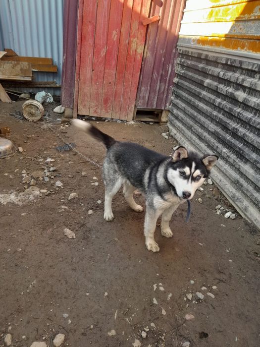Щенок хаски 5 месяцев