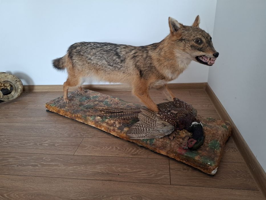 Vulpe,sacal ,bursuc  impaiata pt living si cabane