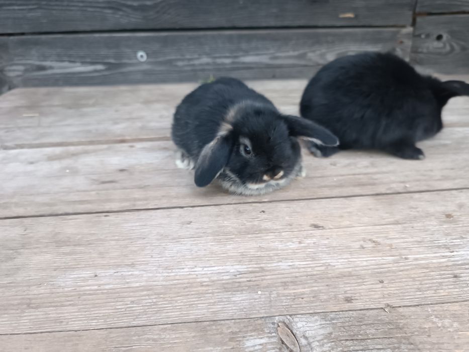 Iepurasi pitici Holland Lop / Mini Lop