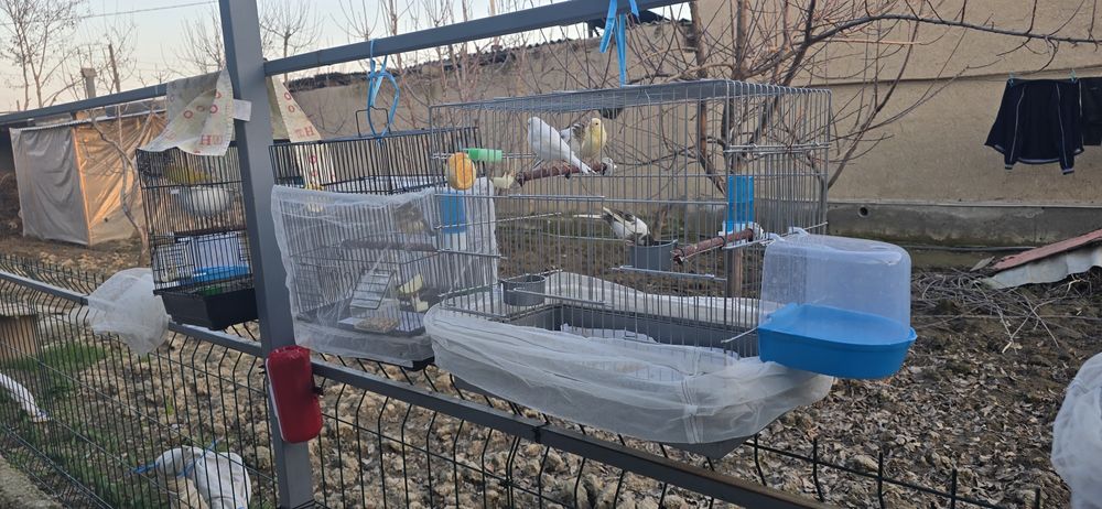 Канарейка сотилади