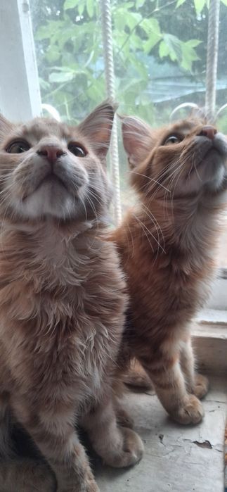 Продам котят мейн кун