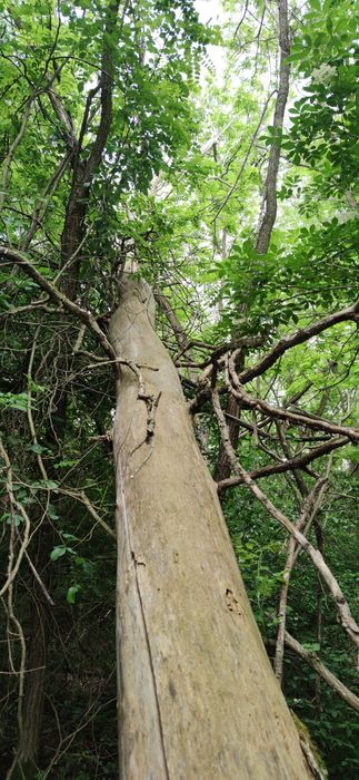 Vând pădure cu teren strada