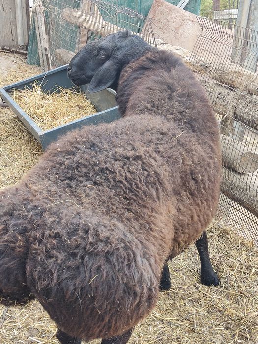 Продам кошкара на племя Гиссар