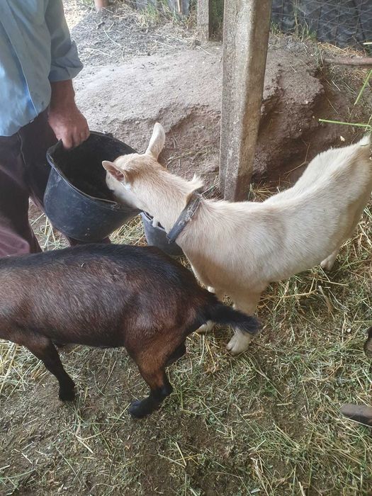 Tapi din rasa Sanen
