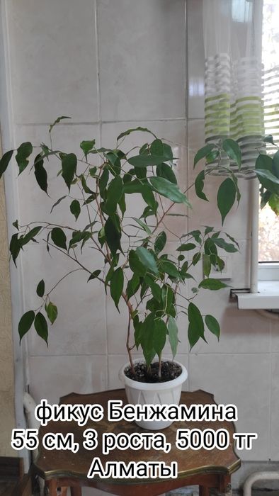 Цветы комнатные адаптированные