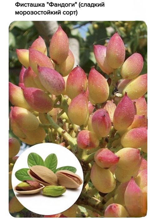 Фисташки, саженцы