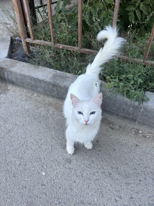 Отдам в добрые , ответственные руки
