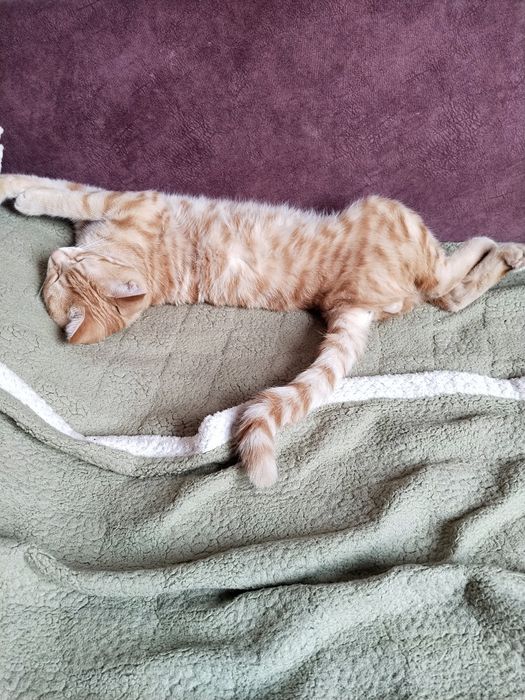 Отдам Кота в хорошее руки