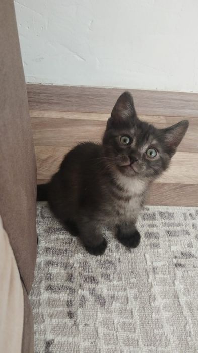 Отдам котенка в добрые руки