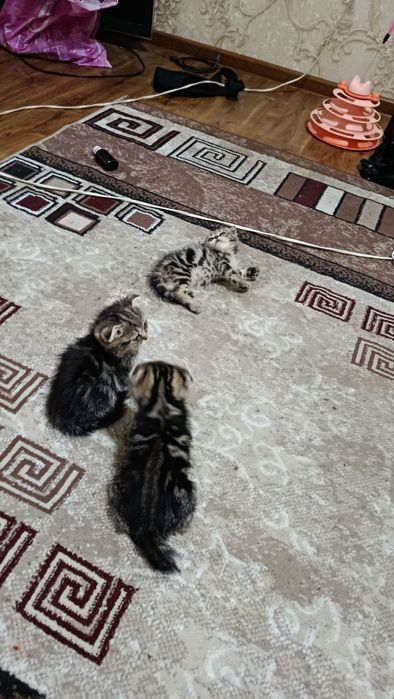 Вислоухие котята