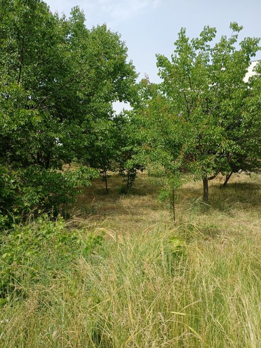 Uy sotiladi Sharof Rashidov tumani maydoni 9.5