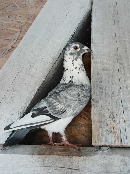 Vînd porumbei voiajori germani, voiajori și capucini