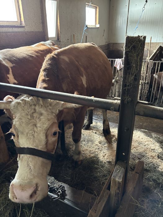 Vand vaca bălțata Româneasca