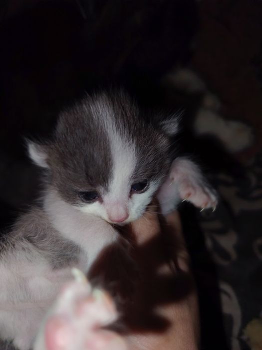 Mushuk bolalari sotiladi