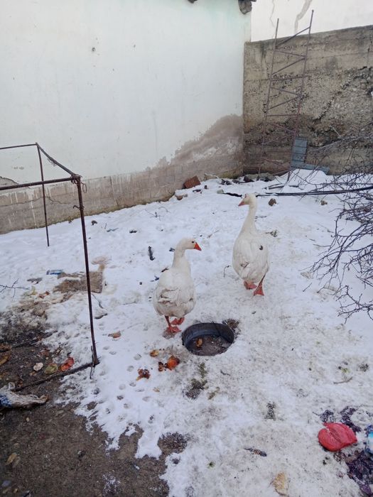 Обменяю или продам