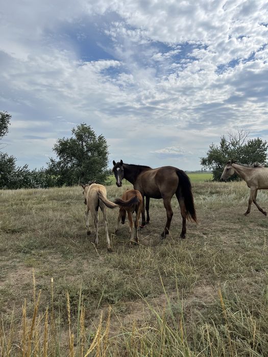 Продам лошодей