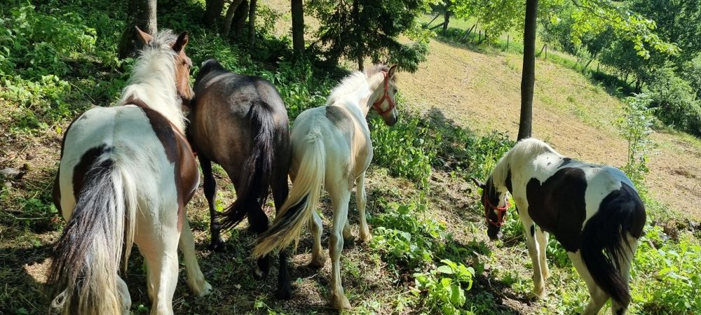 Cai de un an de vanzare