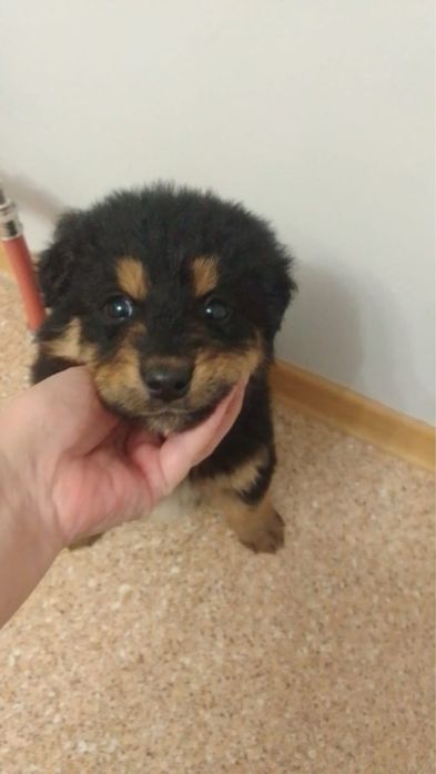 Срочно пристраиваются замечательные щенки.