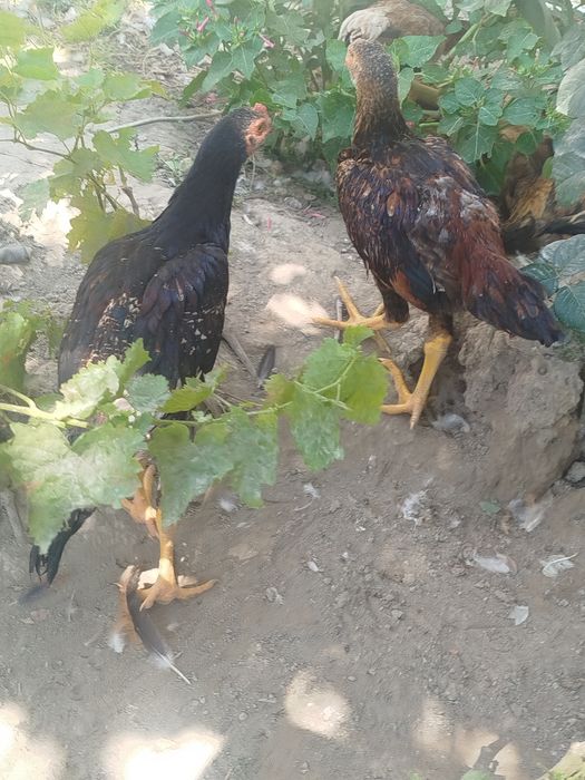 Dakan zotli jo'jalar. Vaksina qilingan. Bir yarim oylik. Soni 17ta