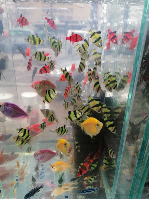 Африкански Цихлиди  автоматична хранилка декоративни рибки!