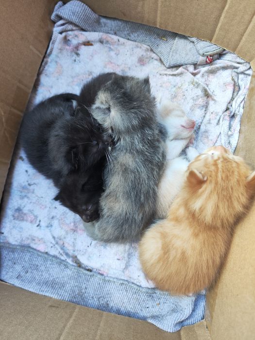 Котята маленькие