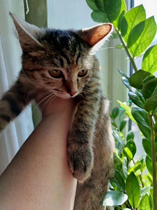 Котенок девочка 5 мес