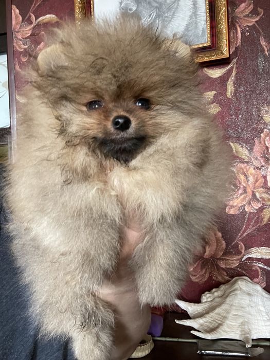 Щенки шпица