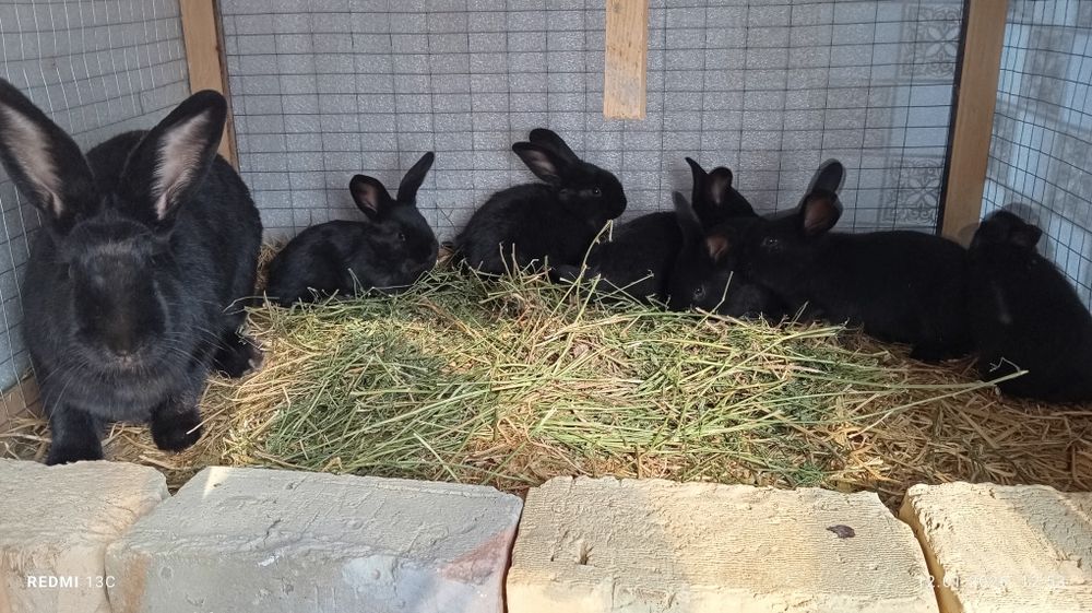 Sotiladi quyonlar sitrakachlar