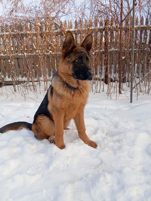 Щенок немецкой овчарки.