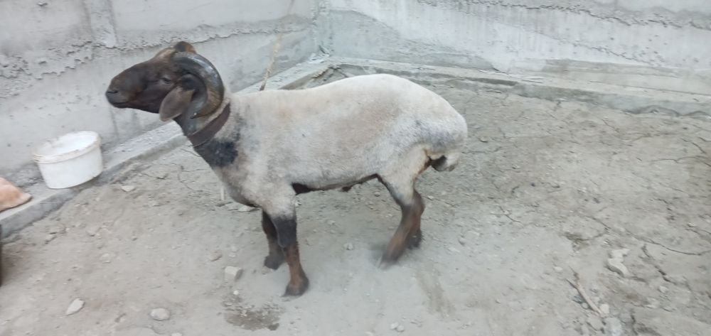 Куйлар сотилади йошлигидан бокилган