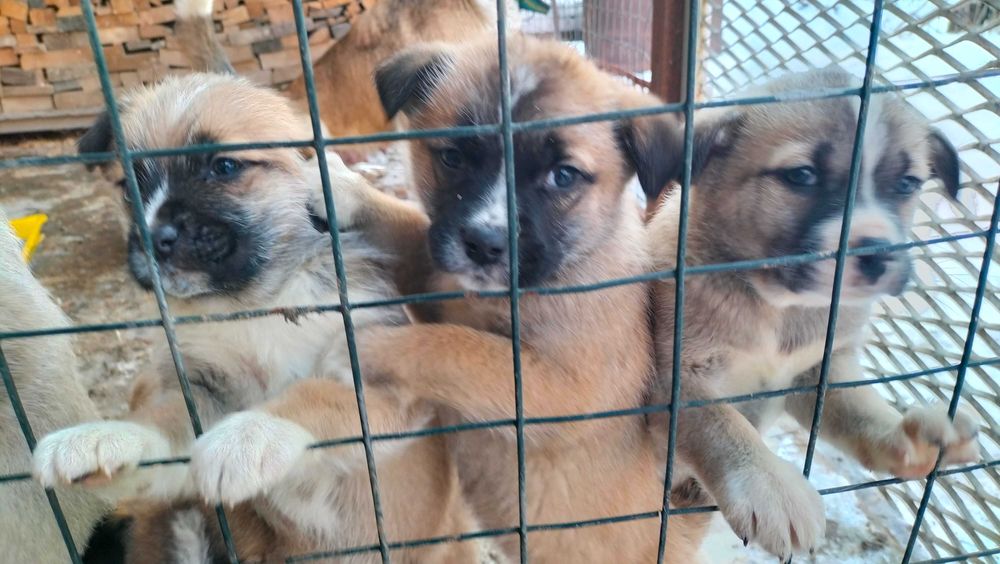 Щенята бесплатно