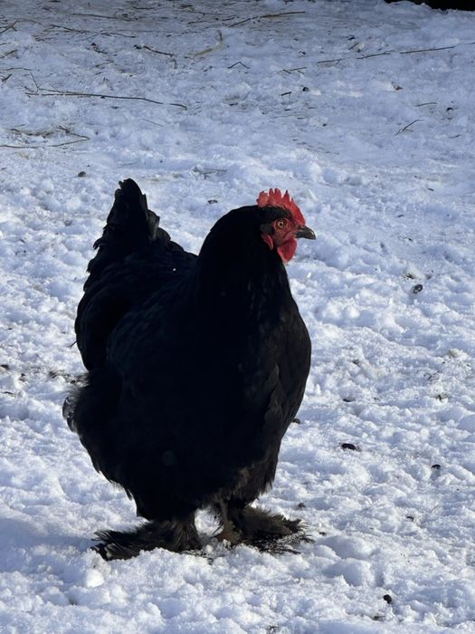 Продам петух курицы брам