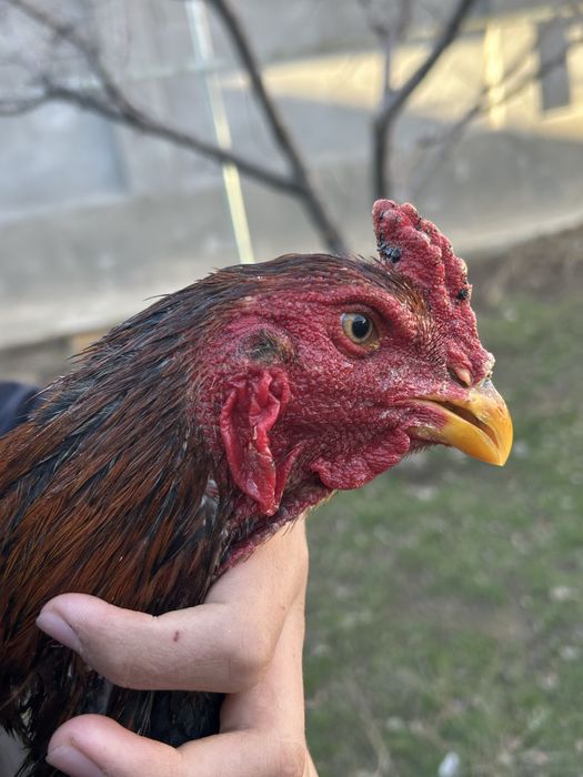 Дакан шолпан 30 мынг