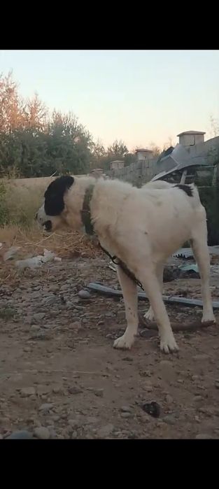 8 айлық еркек күшік сатылады