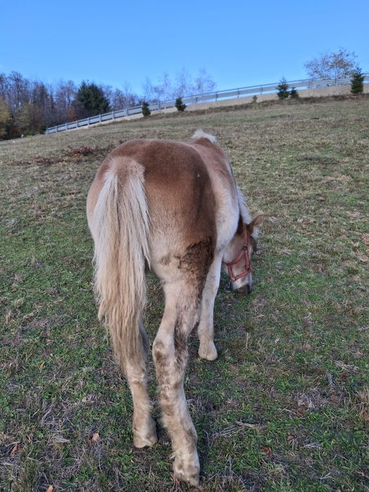 Vând Mănz de 7 Luni