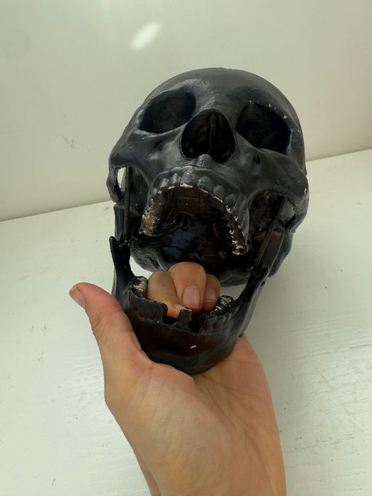 Череп Отливка на истински (модел) на човешки череп, украса за Хелоуин