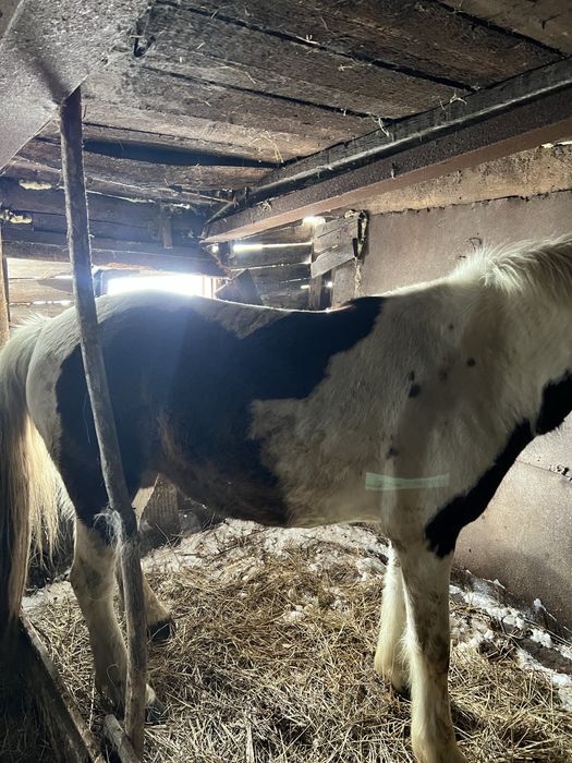 Кобыла восьми лет