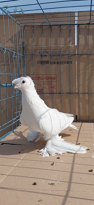 Голуби игровых кровей