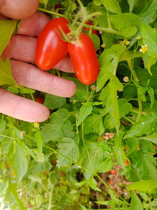 Продам огурцы и помидоры