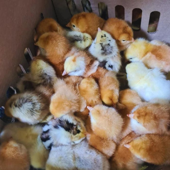 Puiuți de o zi disponibili