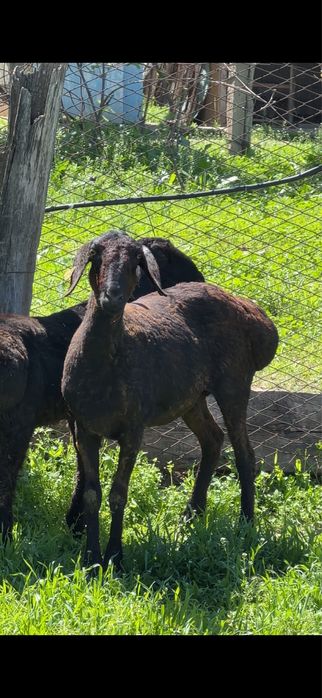 Кошкарлар сатылады